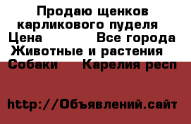 Продаю щенков карликового пуделя › Цена ­ 2 000 - Все города Животные и растения » Собаки   . Карелия респ.